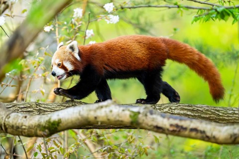 Red panda (Ailurus fulgens) walking on a tree, Germany