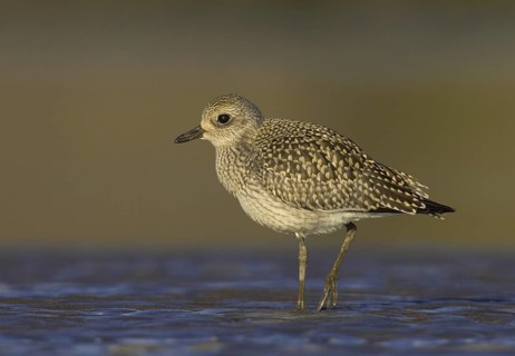Grey Plover (Pluvialis squatarola), Ohio, USA