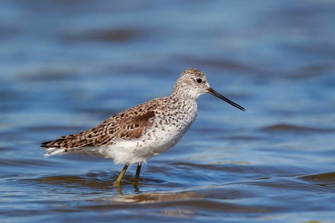 Marsh Sandpiper (Tringa stagnatilis) foraging, Lesvos, Greece
