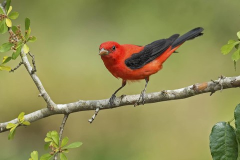 Scarlet Tanager (Piranga olivacea) male perched on a branch, Texas, USA