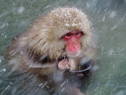 Snow monkey (Macaca fuscata)