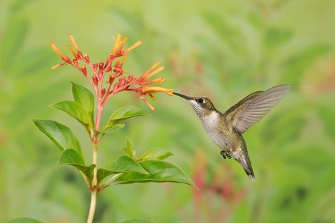 Ruby-throated Hummingbird (Archilochus colubris) female flying while feeding on flower nectar,