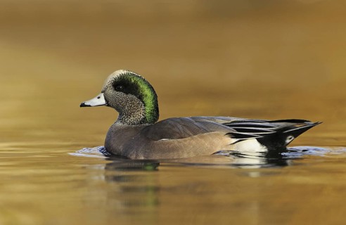 American Wigeon (Mareca americana) male, British Columbia, Canada