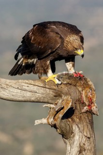 Golden Eagle (Aquila chrysaetos) immature, first winter plumage eating a rabbit, Castile and Leon,