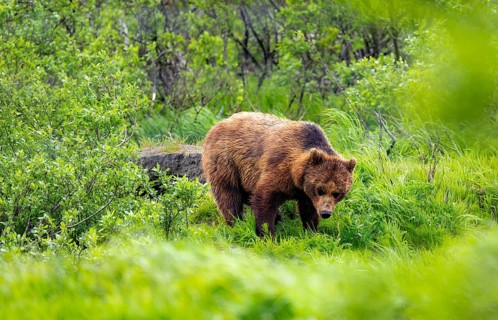 Brown bear (Ursus arctos) in the grass in spring, Alaska, USA