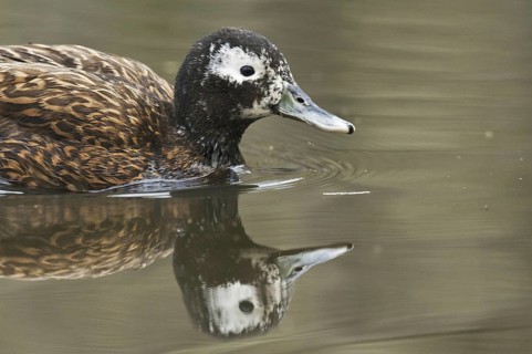 Laysan Duck (Anas laysanensis), Hawaii