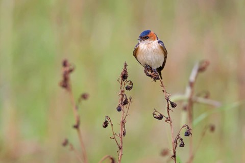 Rufous Swallow, (Cecropis rufula), Animals, Bird, Birds, Swallow, Swallow family, Lesbos, Greece
