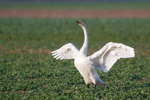 Whooper Swan (Cygnus cygnus) flapping wings, North Rhine-Westphalia, Germany