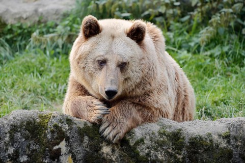 Syrian brown bear (Ursus arctos syriacus), captive, Germany