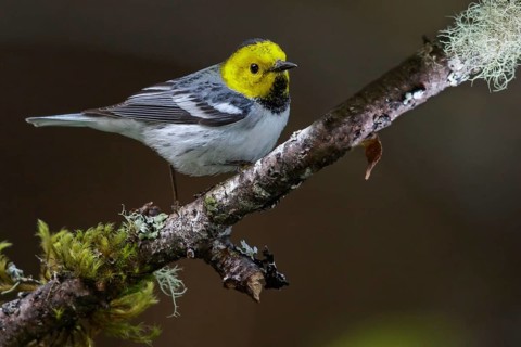 Hermit Warbler (Setophaga occidentalis) perched on a branch in Washington State, USA