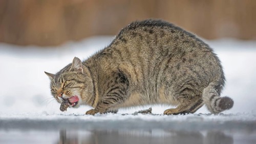 Domestic cat (Felis domestica) Confusion with wild cat (Felis silvestris silvestris) Foraging, lack