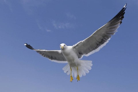 Lesser Black-backed Gull (Larus fuscus) flying, Texel, Netherlands
