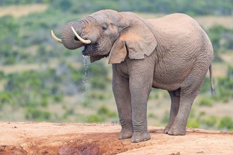 African elephant, (Loxodonta african), Addo Elephant National Park, Addo Camp, Western Cape, South