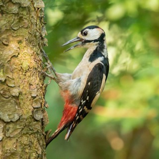 Great Spotted Woodpecker (Dendrocopos major) male climbing up a tree, Lower Saxony, Germany