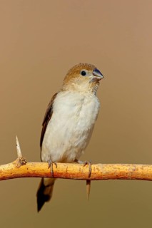African silverbill, silver beak, silver pheasant, trusting bird, ornamental bird in Europe, family