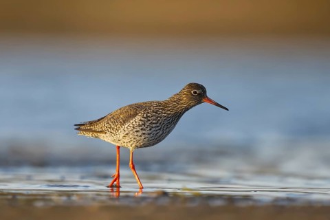 Common Redshank (Tringa totanus), North Rhine-Westphalia, Germany