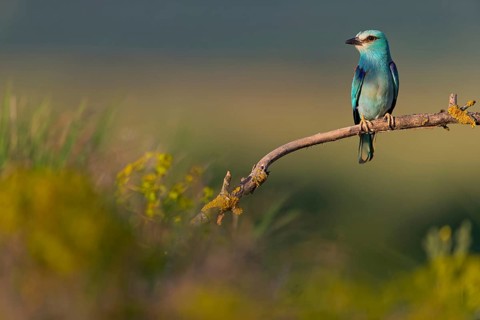 Roller, Almond Crow, (Coracias garrulus), animals, birds, raptors, raptor family, perch, biotope,
