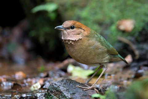 Rusty-naped Pitta (Hydrornis oatesi), Thailand