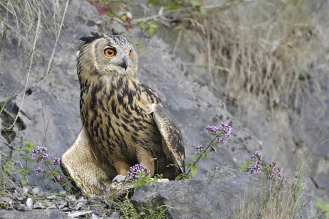 Eurasian Eagle-Owl (Bubo bubo), North Rhine-Westphalia, Germany