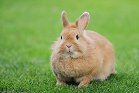 Dwarf rabbit (Oryctolagus cuniculus forma domestica) in a meadow, North Rhine-Westphalia, Germany