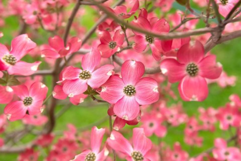 American flowering dogwood (Cornus florida 'Sweetwater'), An den Dorfwiesen 9, Germany