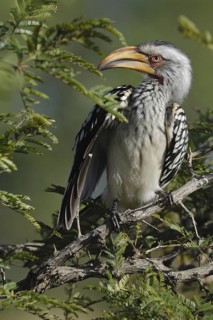 Southern Yellow-billed Hornbill (Tockus leucomelas), Northern Cape, South Africa