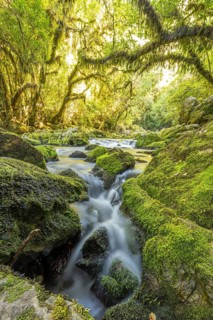 Long exposure at Riuwaka River in dense forest environment with moss, Te Puna o Riuwaka, Riwaka,