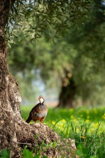 A red-legged partridge perches under an ancient olive tree, surrounded by lush greenery and
