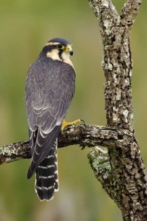 Aplomado Falcon (Falco femoralis), Florida, USA