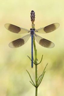 Banded Demoiselle (Calopteryx splendens) male with open wings on Field Horsetail (Equisetum