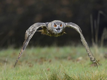 Eurasian Eagle-Owl (Bubo bubo) flying, Lower Saxony, Germany