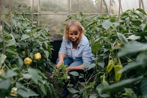 A woman tending to plants in a lush greenhouse filled with vibrant green vegetables. She is focused