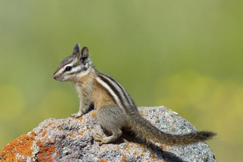 A Least Chipmunk on a rock at Kyburz Flat, Sierra County California