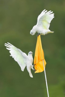 Little Corella (Cacatua sanguinea), Perth, Western Australia, Australia