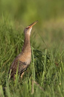 King Rail (Rallus elegans), Texas, USA