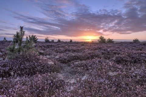 Heath landscape at sunrise, Emsland, Lower Saxony, Germany
