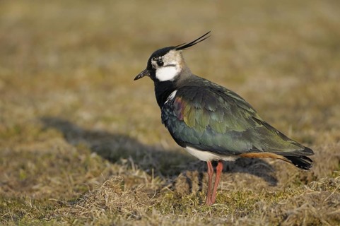 Kiebitz (Vanellus vanellus), Lapwing, Altvogel zur Balzzeit, April, Insel Texel, Nordsee,
