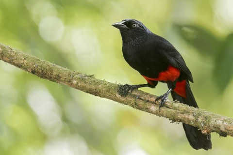 Red-bellied Grackle (Hypopyrrhus pyrohypogaster) perched on a branch in Colombia, South America