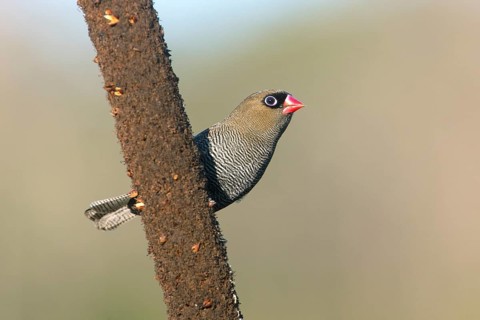 Beautiful Firetail (Stagonopleura bella) perched on a branch, Victoria, Australia