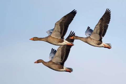 Greylag Goose (Anser anser) flying, Netherlands