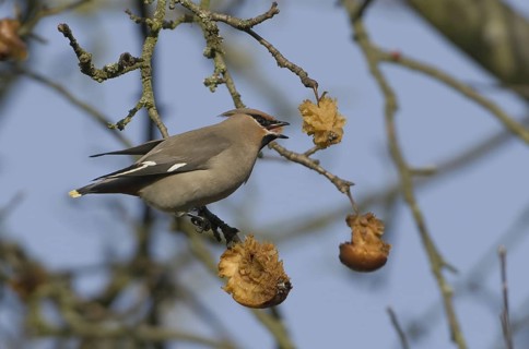 Bohemian Waxwing (Bombycilla garrulus), Saxony, Germany