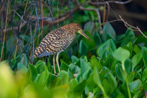 A bird with brown plumage hidden in dense green foliage surrounded by branches, Marbled Heron