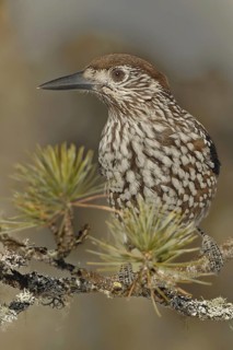 Spotted Nutcracker (Nucifraga caryocatactes), Grisons, Switzerland