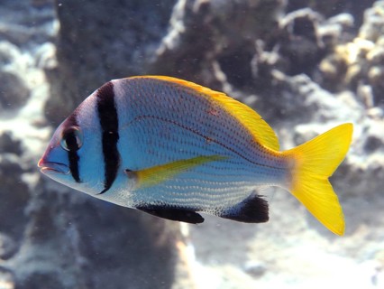Double-banded sea bream (Acanthopagrus bifasciatus)