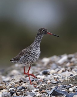 Common Redshank (Tringa totanus), Schleswig-Holstein, Germany