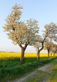 Alley with blossoming fruit trees between rape fields in bloom, field path near Wölkisch, Saxon