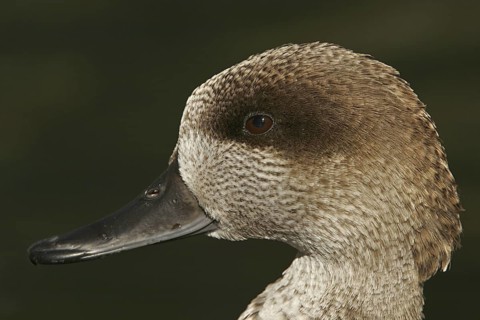 Marbled Duck (Marmaronetta angustirostris), California, USA