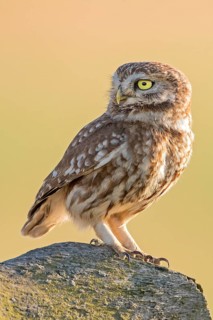 Little Owl (Athene noctua) perched on a rock, Hungary