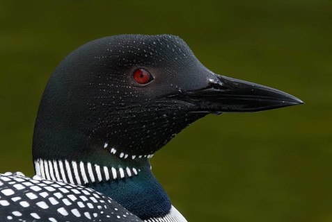 Great Northern Loon (Gavia immer), British Columbia, Canada