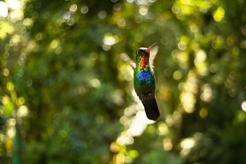 Captivating image of a Fiery Throated Hummingbird in its natural environment, the lush cloud forest